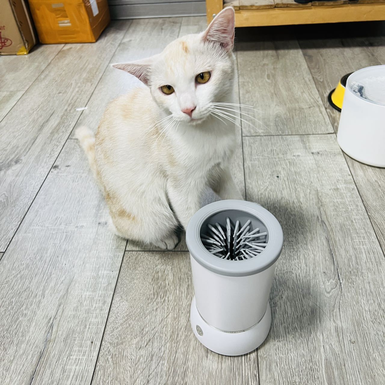 Automatyczny kubek do czyszcze – Dog Paw Cleaner recenzja i cena